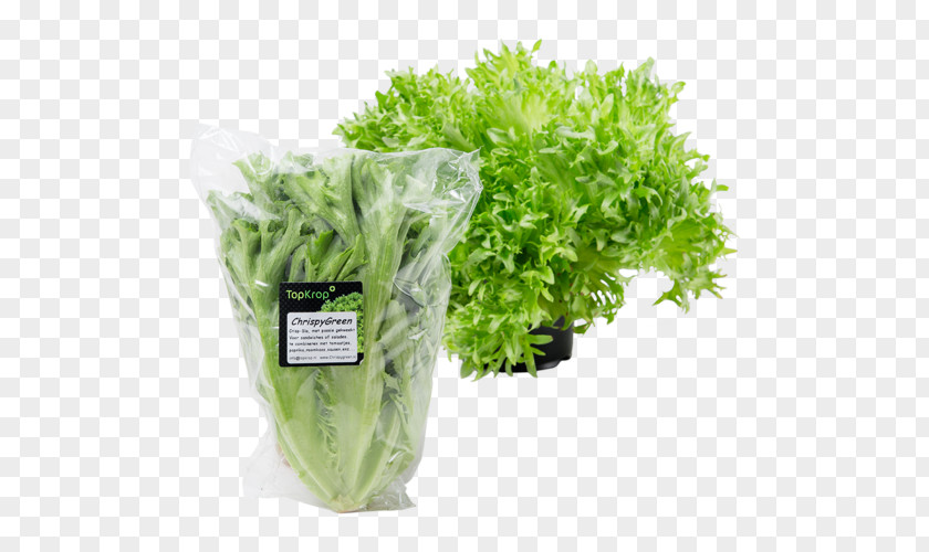 De Bakker Westland C.V. Romaine Lettuce Packaging And Labeling Salad Cardboard PNG