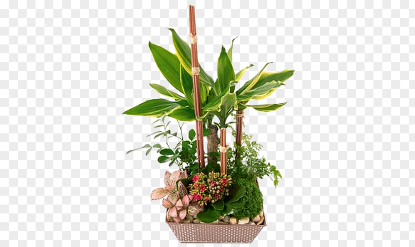 Flower Green Succulent Plant Composition Florale PNG