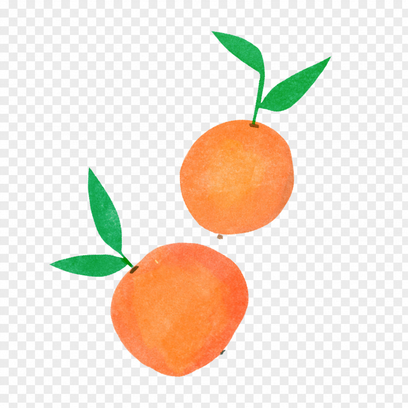 Orange PNG