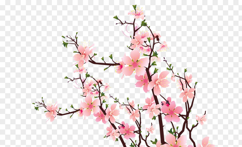 Pink Plum Blossom Common Flower PNG