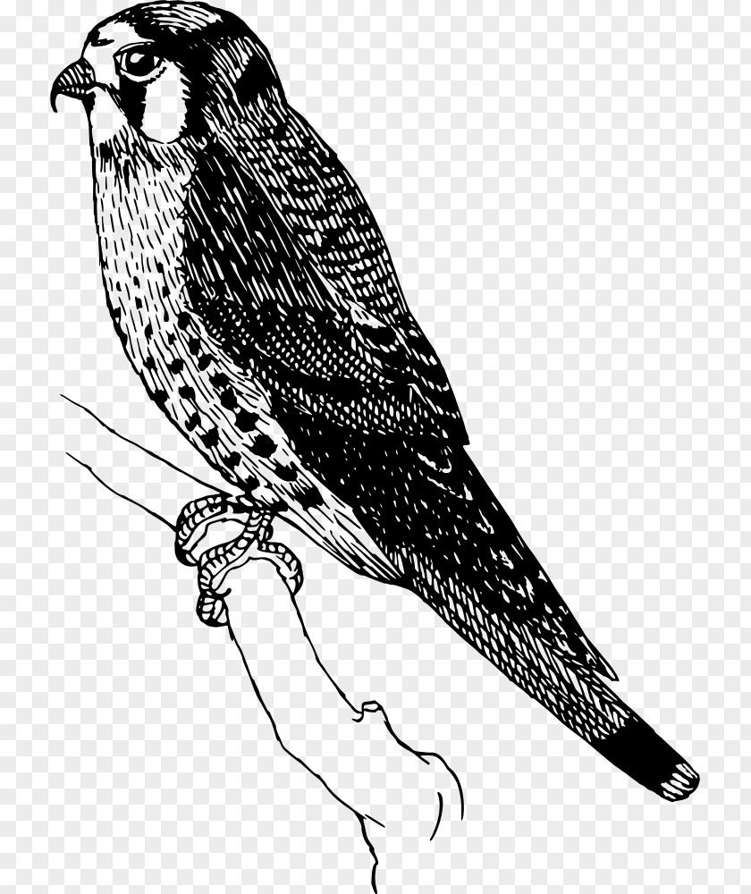 Red Shouldered Hawk Redtailed Bird Drawing PNG