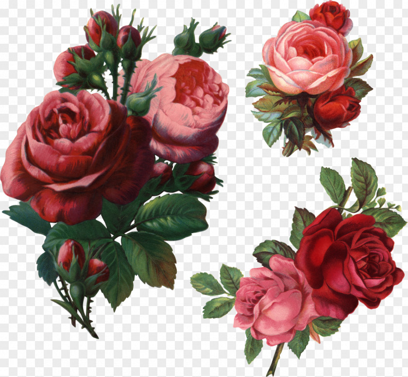 Vintage Flower Garden Roses Beach Rose Clip Art PNG