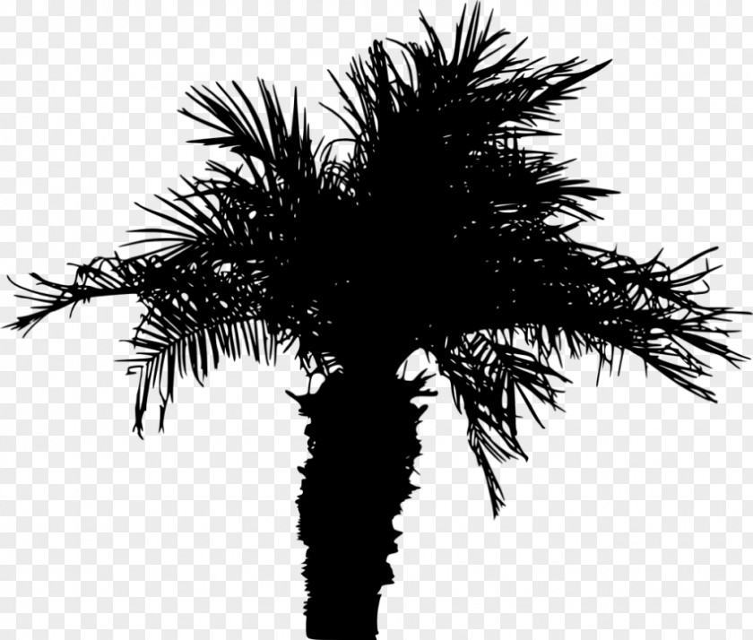 Coconut Sabal Palmetto Palm Tree Silhouette PNG