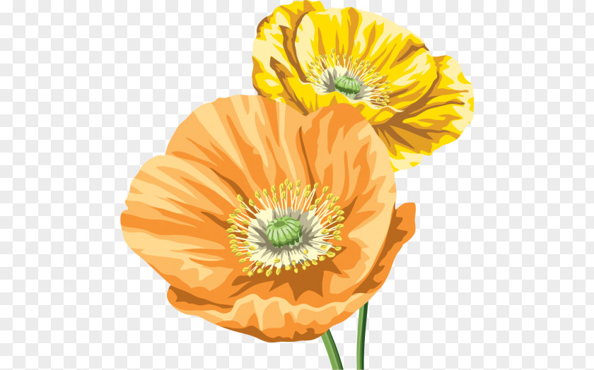 Common Poppy Download Clip Art PNG
