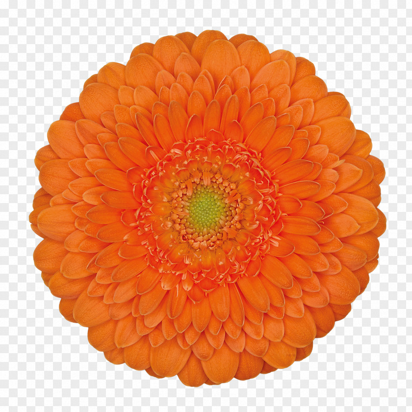 Fanta Flower Orange Hoffmeister Schnittblumen GbR Clip Art PNG