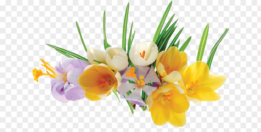 Floral Design Cut Flowers Crocus Flower Bouquet PNG