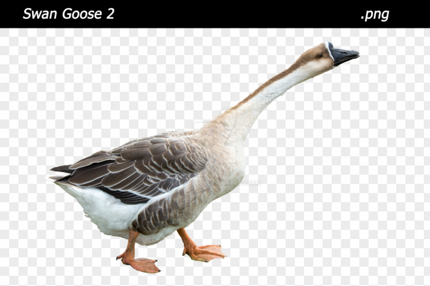 Goose Duck Fauna Feather Beak PNG