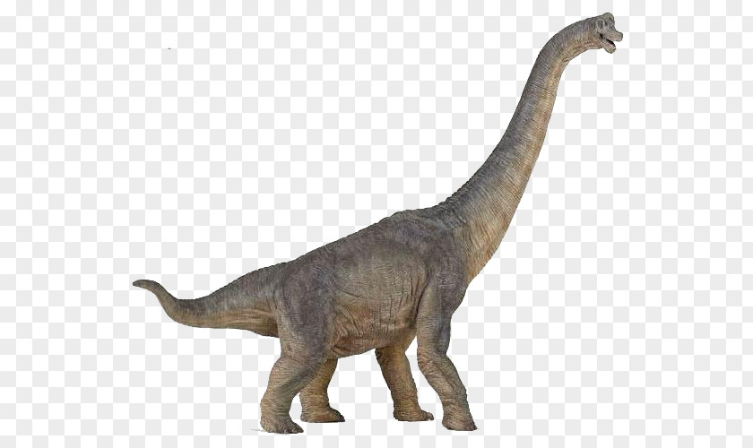 Long Neck Brachiosaurus Tyrannosaurus Dinosaur Morrison Formation Baryonyx PNG