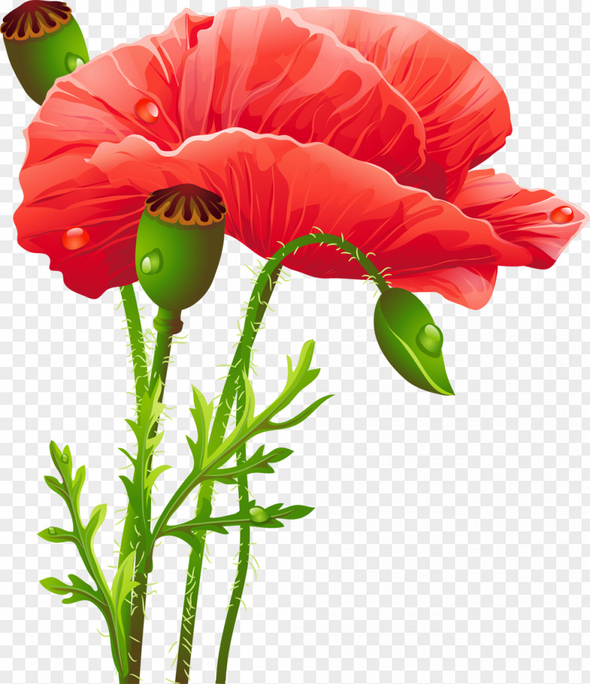 Marigold Poppy Flower Clip Art PNG
