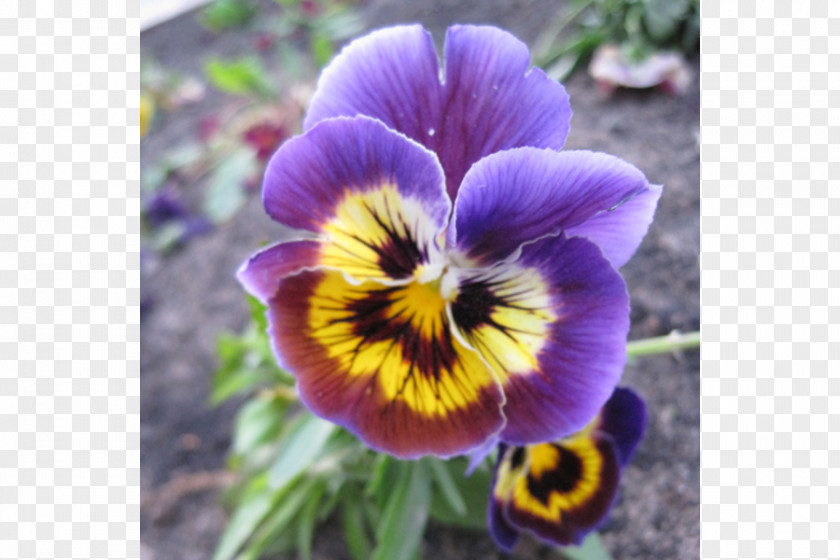 Violet Pansy Annual Plant PNG