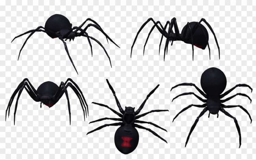 Black Widow Spider Drawing Latrodectus Tredecimguttatus Southern Clip Art PNG