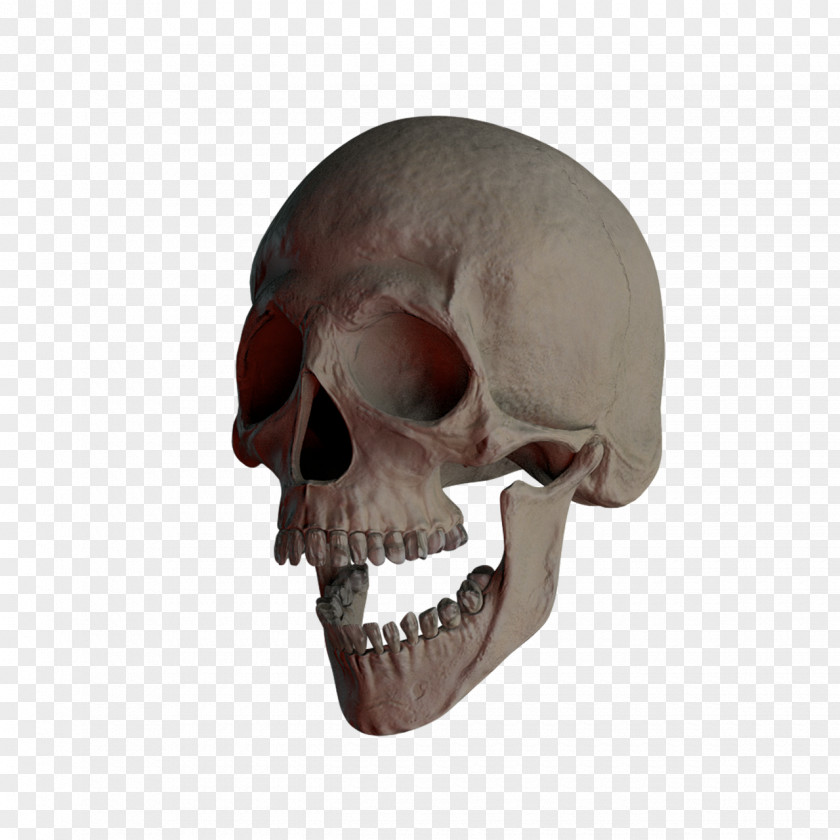 Bones Skull And Crossbones Skeleton PNG