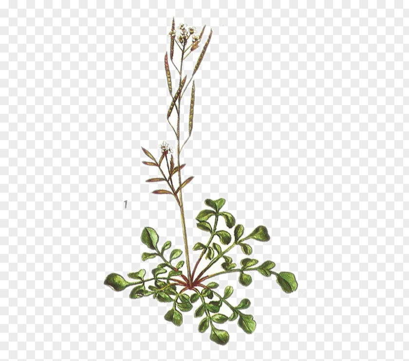 Cardamine Hirsuta Twig Plant Stem Leaf Flower Subshrub PNG