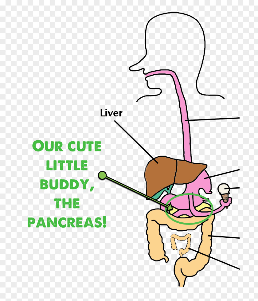 Pancreas Amino Acid Thumb Directed Mutagenesis Beak Clip Art PNG