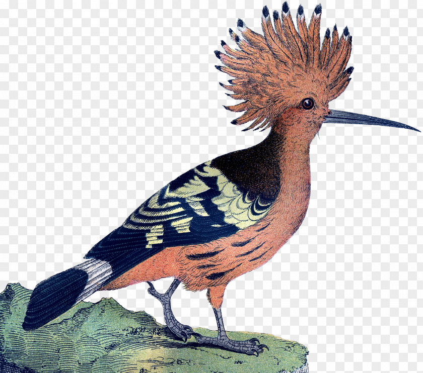Pink Bird Galliformes Feather Beak Crest PNG