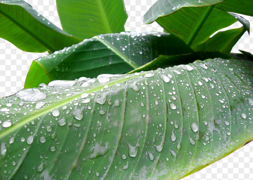 Rain Beat Banana Leaves Drop Musa Basjoo Leaf Dew Wallpaper PNG