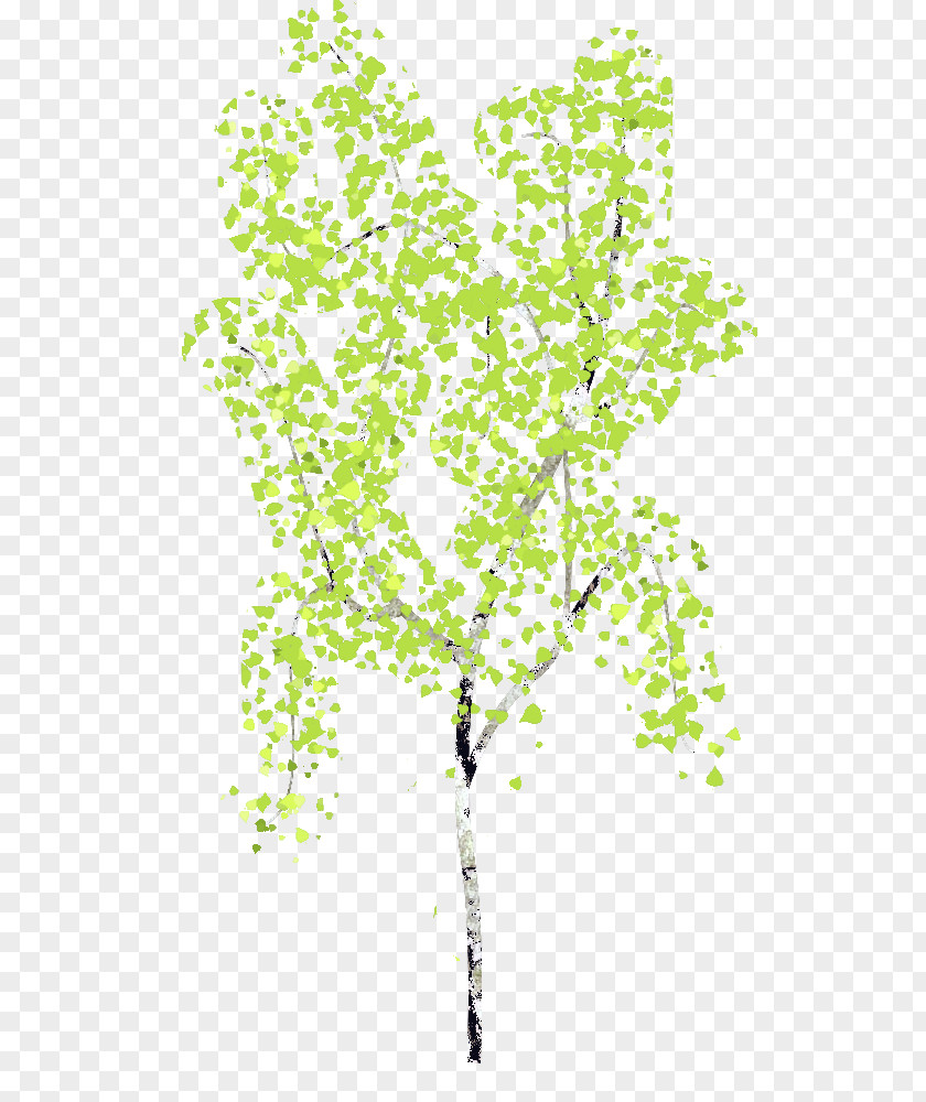 Chestnut Tree Birch Drawing Image GIMP PNG