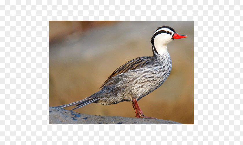 Duck Torrent Bird Goose Mergini PNG