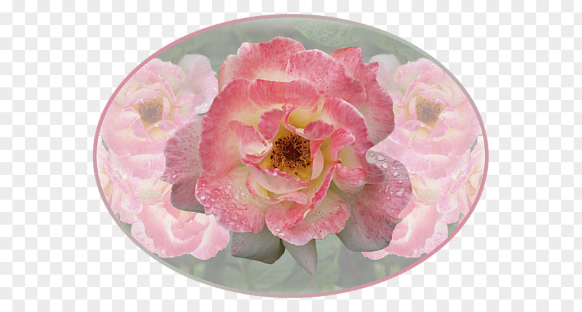 Gill Cabbage Rose Cut Flowers Peony Petal Pink M PNG