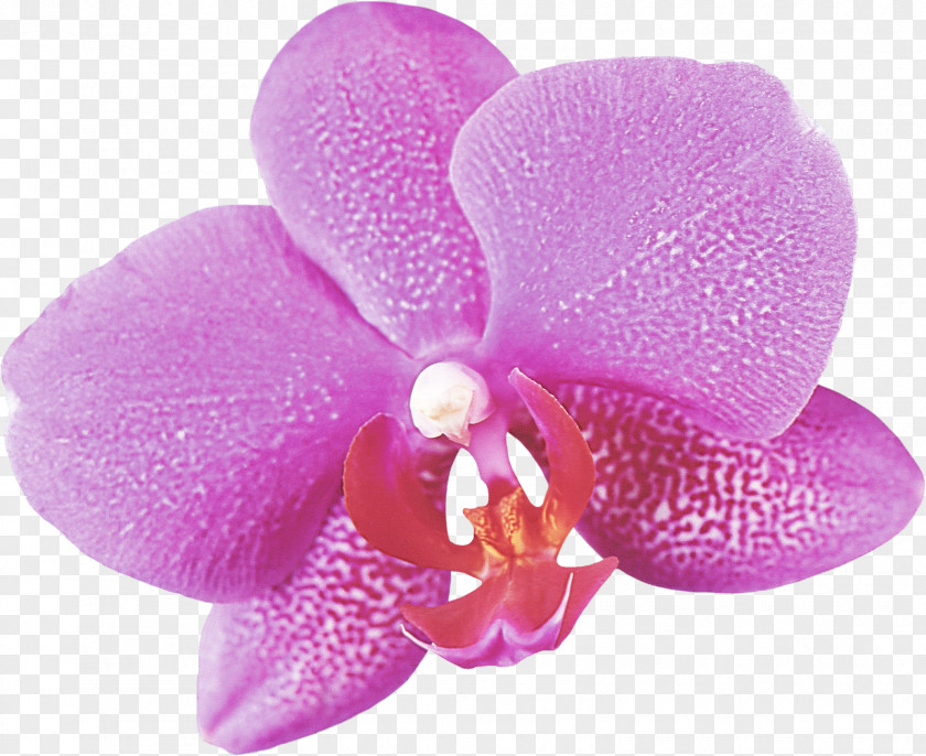 Magenta Plant Petal Violet Flower Moth Orchid Purple PNG
