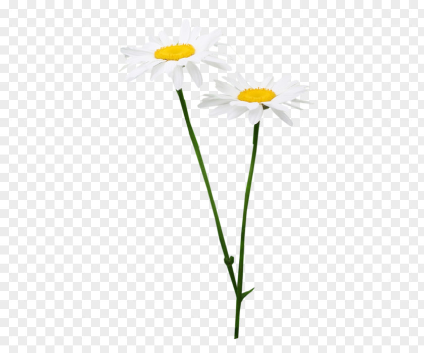 Oxeye Daisy Chrysanthemum Roman Chamomile Russia Petal PNG