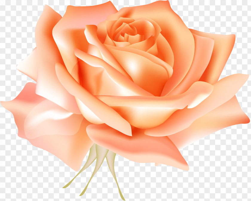 Stereo Orange Rose Vector Centifolia Roses Blue Flower Clip Art PNG