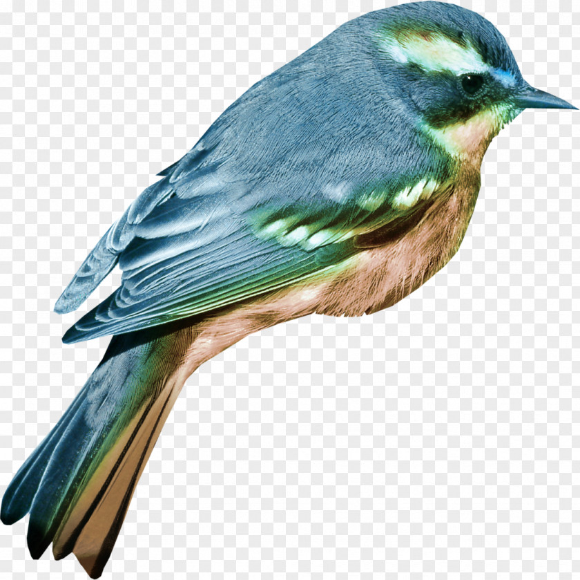 Swallow Bird Clip Art PNG