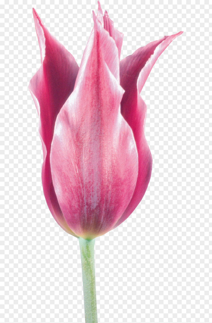 Tulip Cut Flowers Clip Art PNG