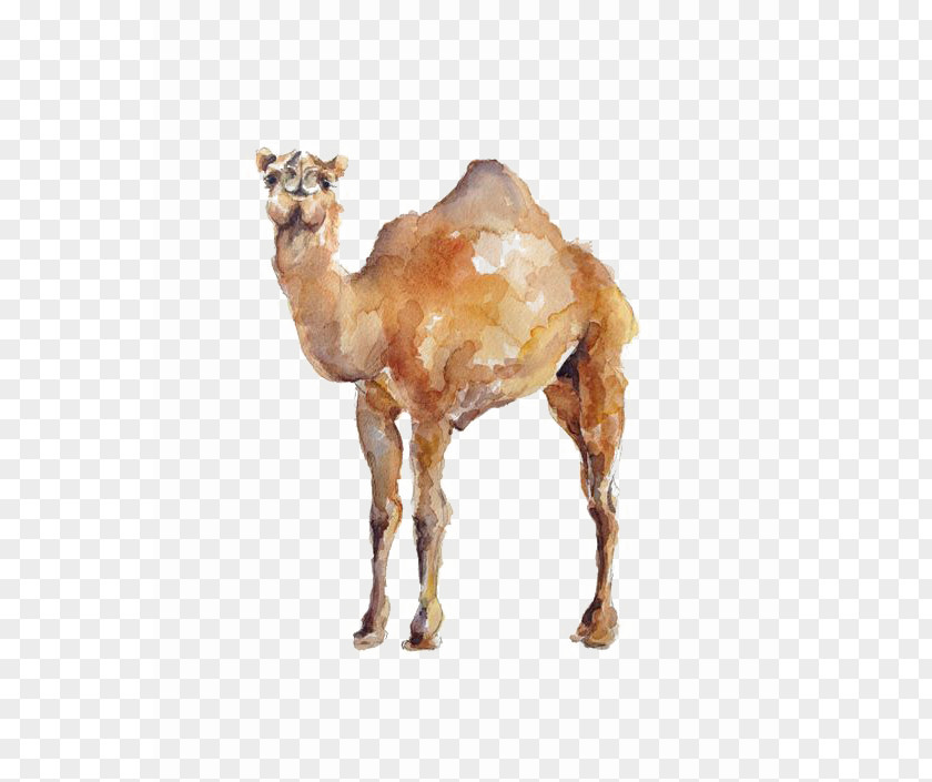 Watercolor Camel Dromedary Painting Illustration PNG