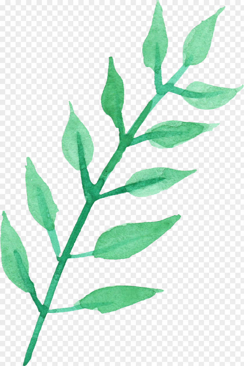 Watercolour Transparent Watercolor Leaf Plant Stem Twig Painting PNG
