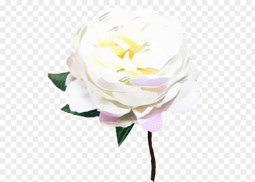 Cabbage Rose Garden Roses Cut Flowers Gardenia PNG