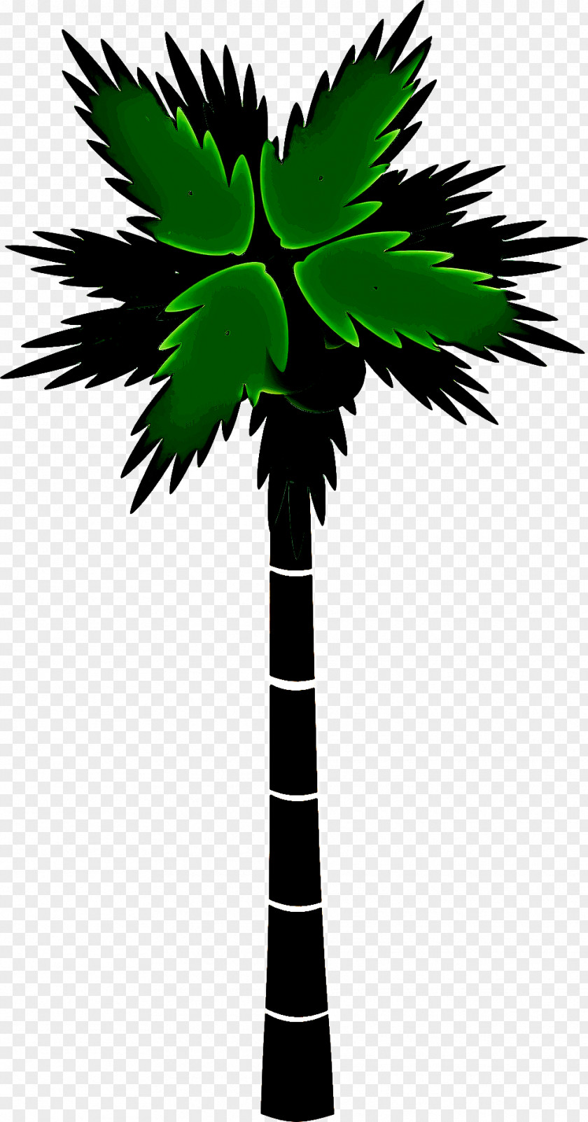 Coconut Desert Palm Tree PNG