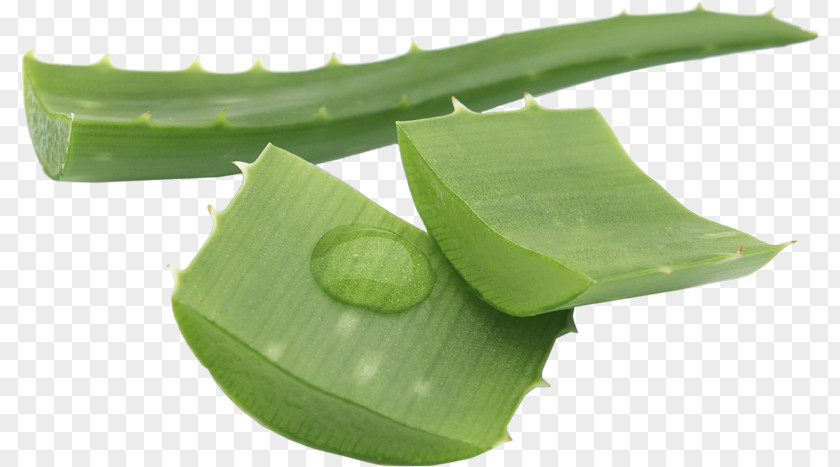 Health Aloe Vera Gel Skin Care Food PNG