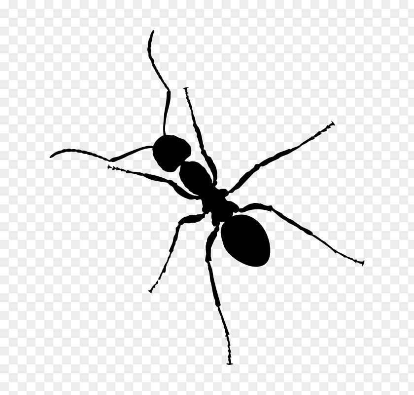 Ants Ant Insect Desktop Wallpaper Clip Art PNG