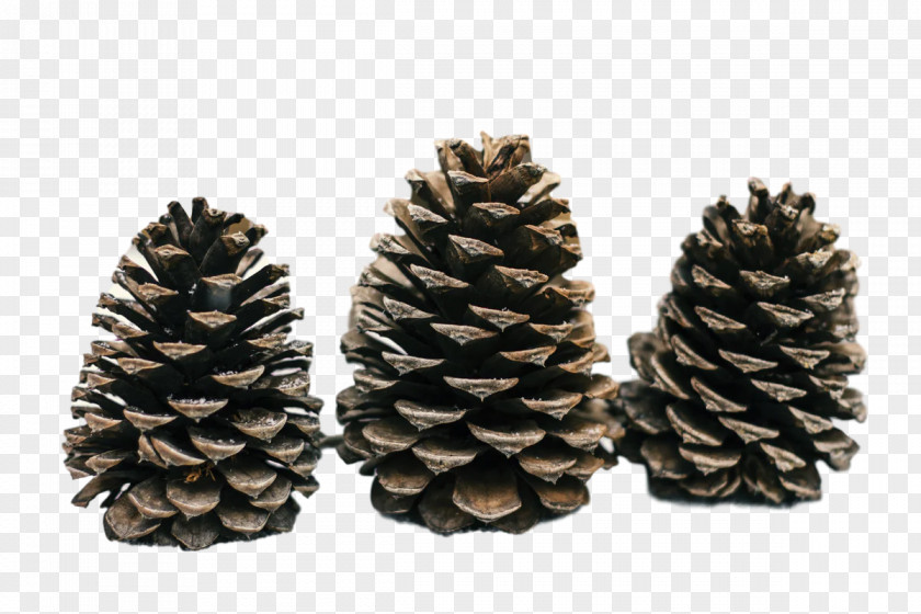 Conifer Cone Pine Fir Spruce Conifers PNG