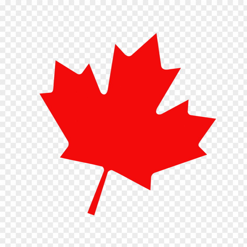 Maple Leaf PNG