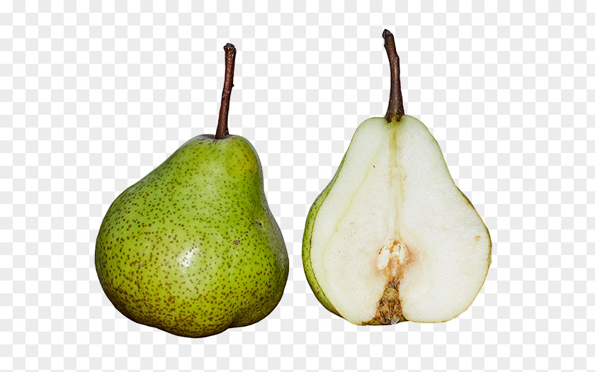 Prickly Pear Illustration Shipova Gymnosporangium Fruit Asian Food PNG