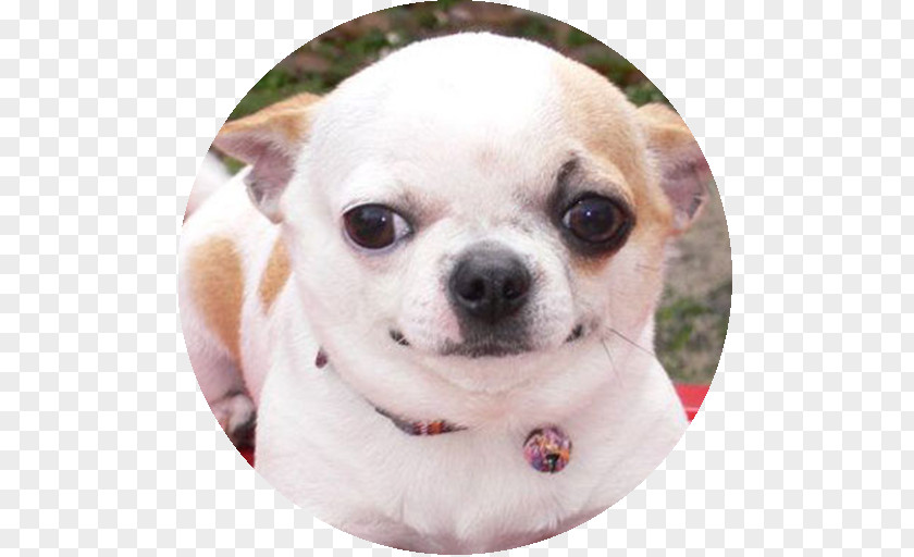 Puppy Chihuahua Shih Tzu Dog Breed Chow PNG