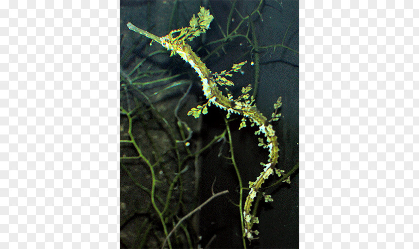 Fish Haliichthys Taeniophorus Leafy Seadragon Solegnathus Common PNG