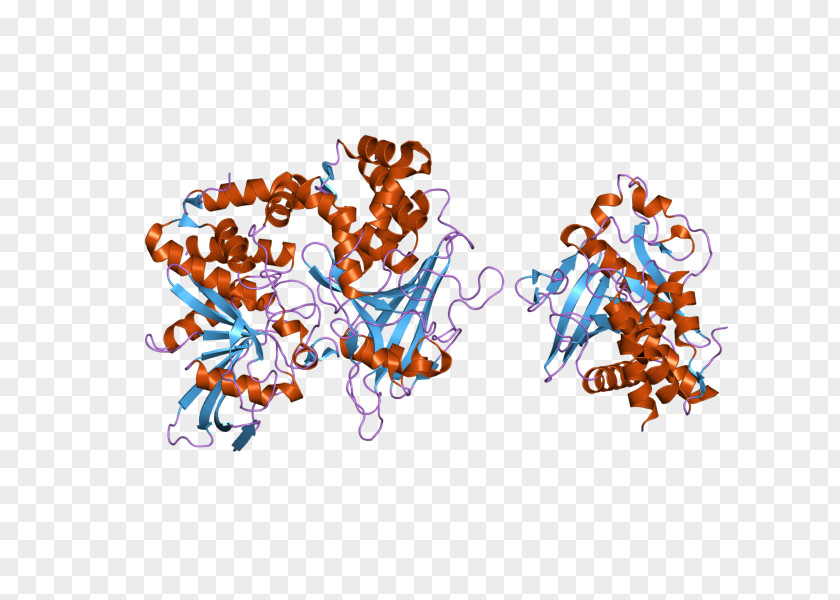 PTPRD Protein Tyrosine Phosphatase Receptor Illustration PNG