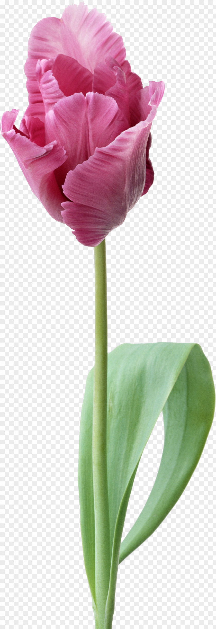 Tulips Painting Desktop Wallpaper Flower Drawing PNG
