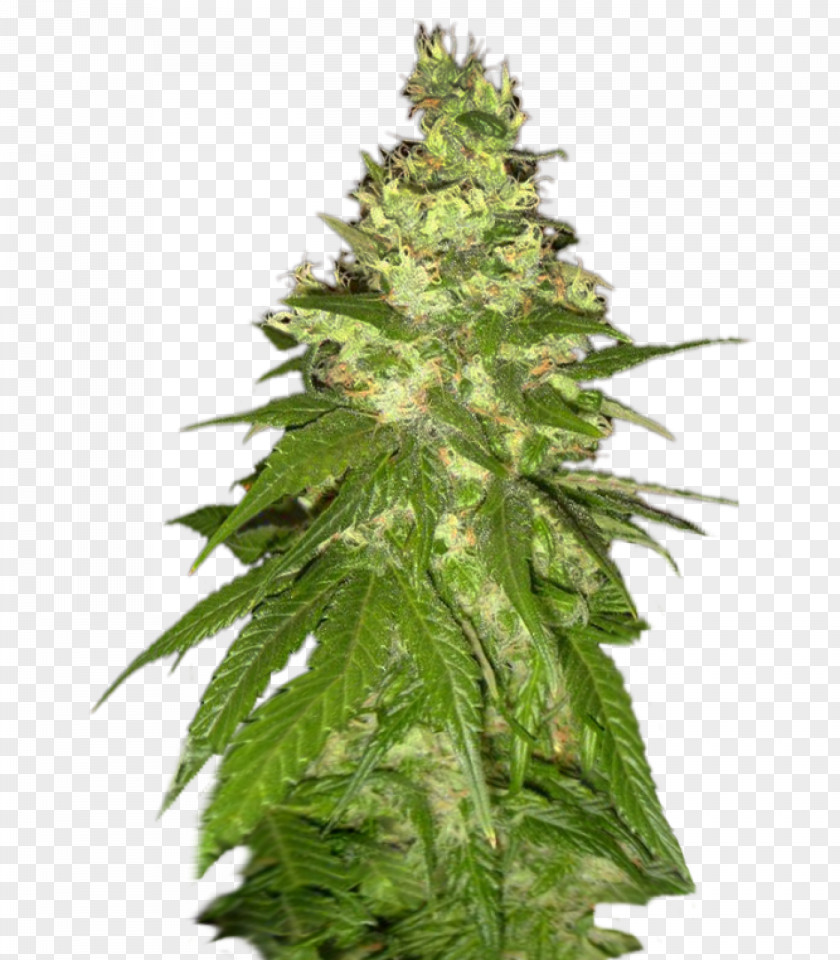 Cannabis Sativa Cultivar Seed Orange Bud PNG