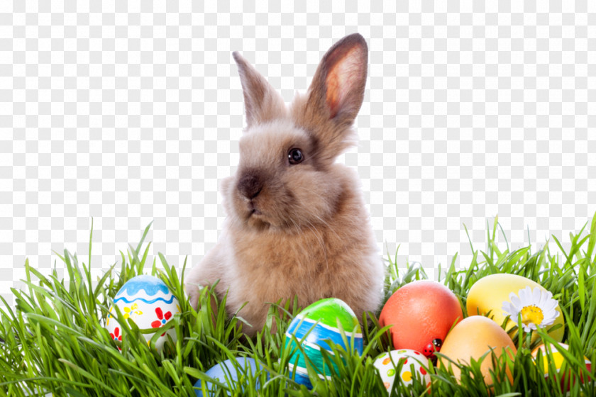 Easter The Bunny Egg Hunt PNG