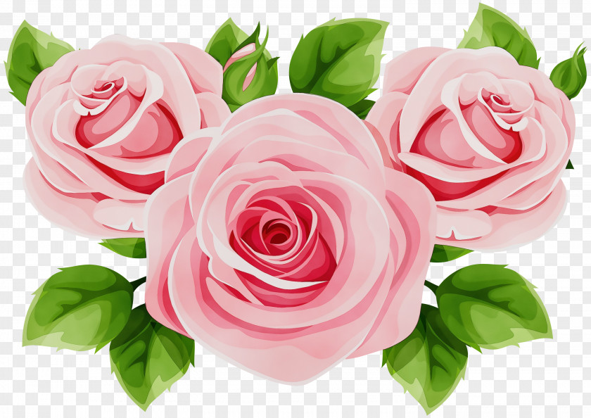 Hybrid Tea Rose Plant Garden Roses PNG