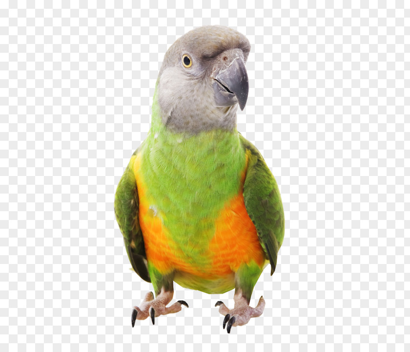 Parrot Senegal Bird Harness Meyer's PNG