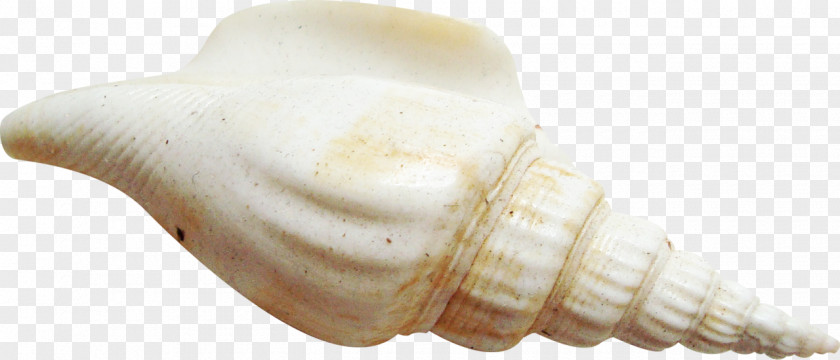 Seashell Clip Art PNG