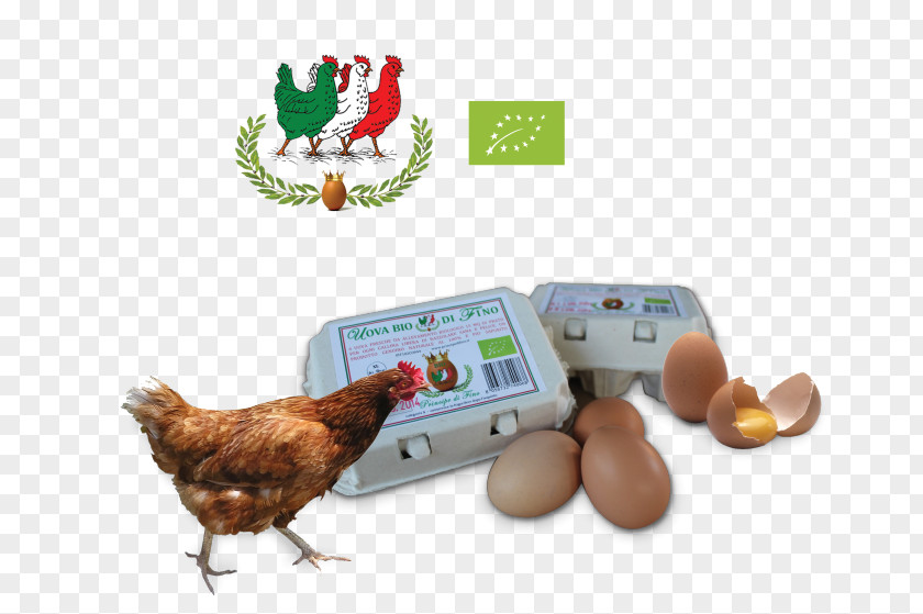 Chicken Egg Animal Husbandry Organic Farming Milk PNG