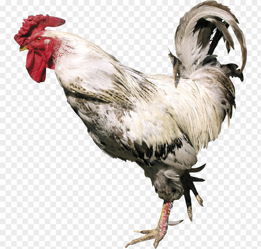 Chicken Rooster Turkey Poultry PNG