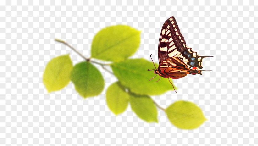 Green Leaves Nymphalidae Butterfly PNG