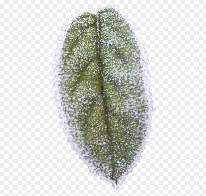 Leaf Tree PNG